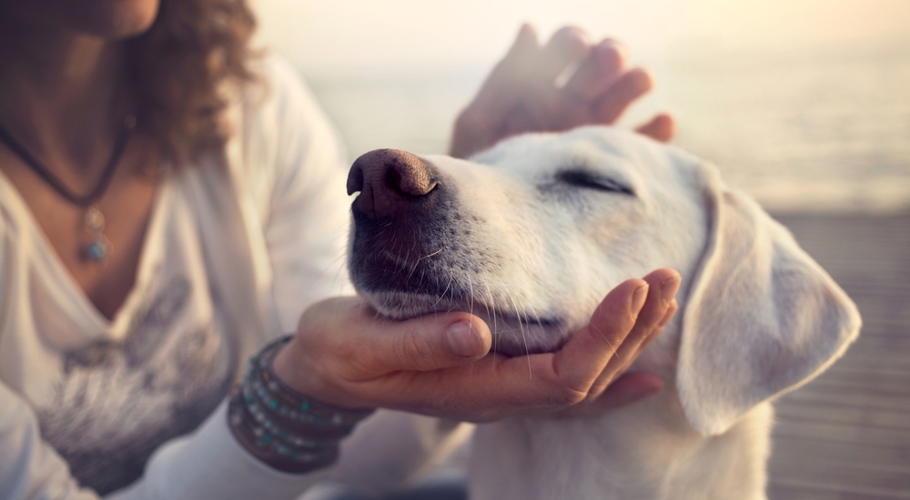 4 lugares en Lima para jugar con tu perro por horas