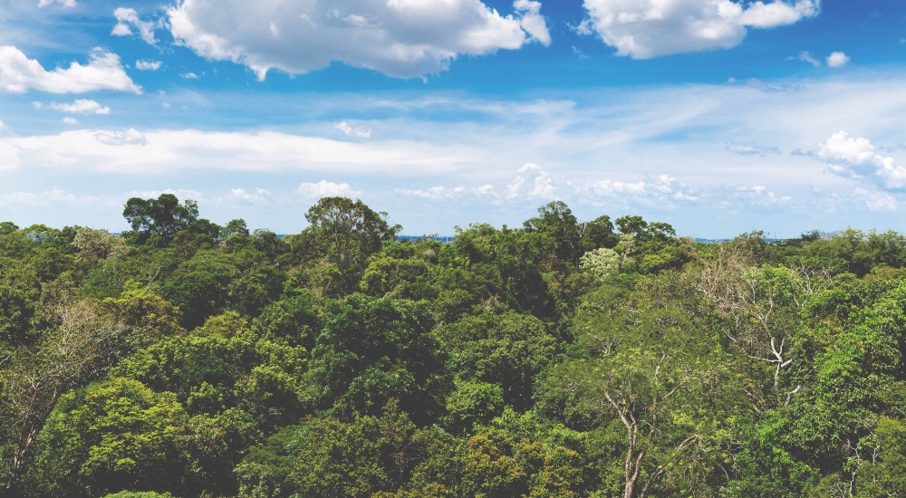 Ecoguerreros del Perú y el mundo