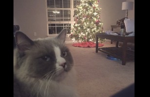 Grinch de cuatro patas: 16 mascotas a las que no les gusta la Navidad